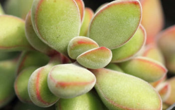 Crassula rogersii Crassula rogersii