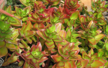 Crassula sarmentosa Crassula sarmentosa
