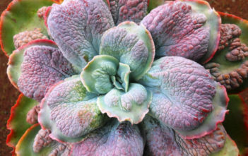 Echeveria ‘Barbillion’ Echeveria 'Barbillion'