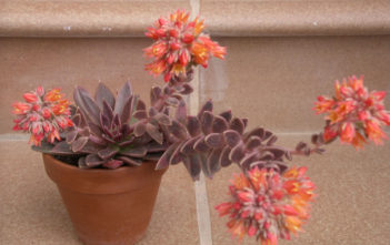 Echeveria ‘Serrana’ Echeveria 'Serrana'