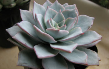 Echeveria peacockii Echeveria peacockii