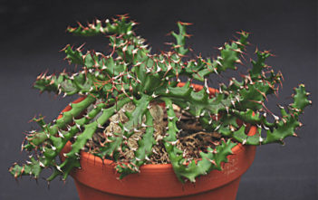 Euphorbia squarrosa Euphorbia squarrosa