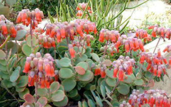 Kalanchoe marnieriana – Marnier’s Kalanchoe Kalanchoe marnieriana - Marnier's Kalanchoe4