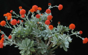 Kleinia galpinii (Senecio galpinii) Kleinia galpinii (Senecio galpinii)