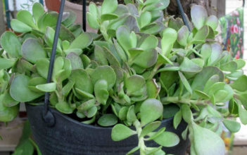 Kleinia petraea (Senecio jacobsenii) – Trailing Jade Kleinia petraea (Senecio jacobsenii) - Trailing Jade