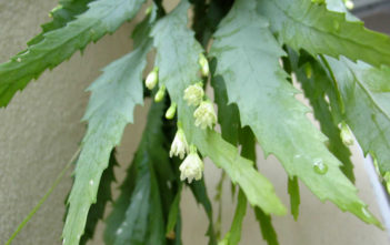 Lepismium houlletianum – Snowdrop Cactus