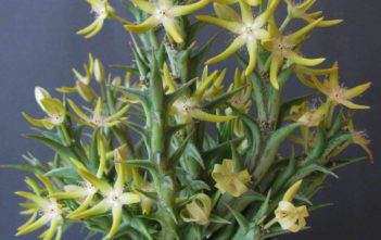 Orbea rogersii Orbea rogersii