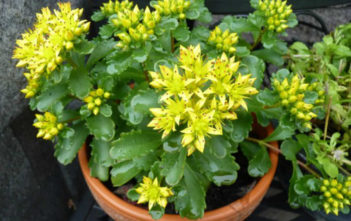 Phedimus kamtschaticus (Sedum kamtschaticum) – Russian Stonecrop Phedimus kamtschaticus (Sedum kamtschaticum) - Russian Stonecrop