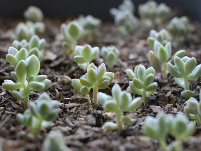 Regrow Succulents