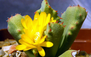 Schwantesia marlothii Schwantesia marlothii