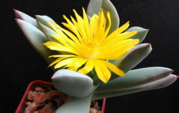 Schwantesia pillansii Schwantesia pillansii