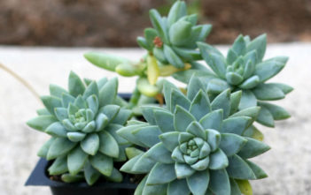 Sedeveria ‘Blue Burrito’ Sedeveria 'Blue Burrito'