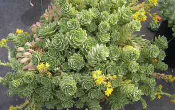 Sedeveria ‘Green Rose’ Sedeveria 'Green Rose'