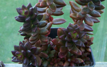 Sedeveria ‘Jet Beads’ – Jet Beads Stonecrop Sedeveria 'Jet Beads' - Jet Beads Stonecrop