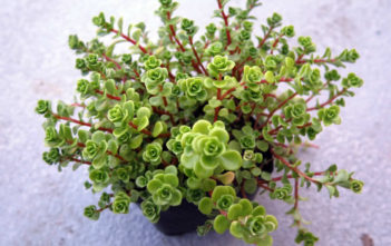 Sedum makinoi ‘Limelight’ – Japanese Stonecrop Sedum makinoi 'Limelight' - Japanese Stonecrop