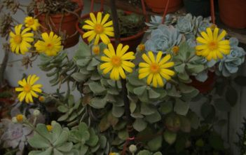 Senecio medley-woodii Senecio medley-woodii