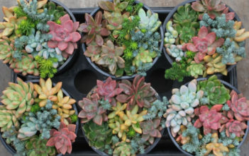 Common Succulent Myths Succulent Myths