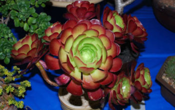 Aeonium ‘Jack Catlin’ – Red Aeonium Aeonium 'Jack Catlin' - Red Aeonium