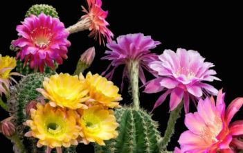 Does Every Cactus Bloom? Cactus Bloom