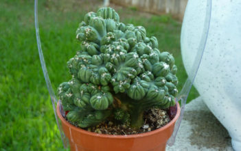 Cereus ‘Ming Thing’ Cereus 'Ming Thing'