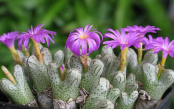 Conophytum turrigerum Conophytum turrigerum
