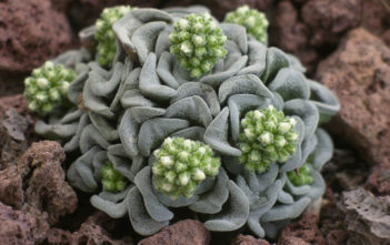 Crassula ‘Celia’ Crassula 'Celia'