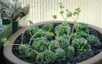 Crassula ‘Dorothy’ Crassula 'Dorothy'