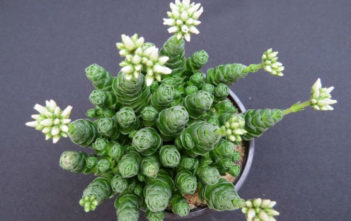Crassula ‘Emerald’ Crassula 'Emerald'