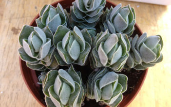 Crassula ‘Ivory Pagoda’ Crassula 'Ivory Pagoda'