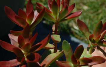 Crassula nudicaulis var. platyphylla ‘Burgundy’ Crassula nudicaulis var. platyphylla 'Burgundy'