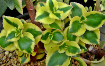 Crassula sarmentosa ‘Comet’ – Variegated Trailing Jade Plant Crassula sarmentosa 'Comet' - Variegated Trailing Jade Plant