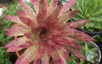 Dudleya ingens – Baja Live Forever Dudleya ingens - Baja Live Forever