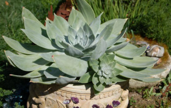 Dudleya pulverulenta – Chalk Liveforever Dudleya pulverulenta - Chalk Liveforever