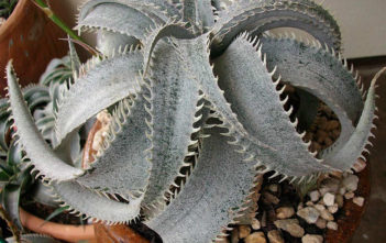Dyckia marnier-lapostollei – White Dyckia Dyckia marnier-lapostollei - White Dyckia