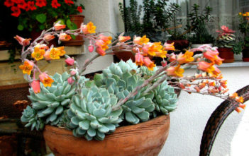 Echeveria ‘Alienor’ Echeveria 'Alienor'