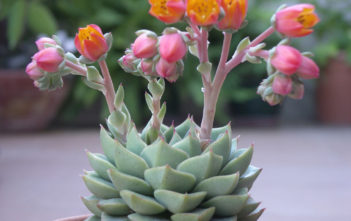 Echeveria ‘Fabiola’ Echeveria 'Fabiola'