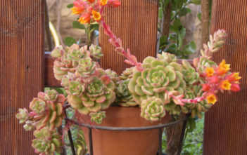 Echeveria ‘Victor’ Echeveria 'Victor'