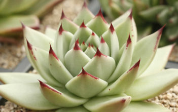 Echeveria agavoides ‘Maria’ – Wax Agave Echeveria agavoides 'Maria' - Wax Agave