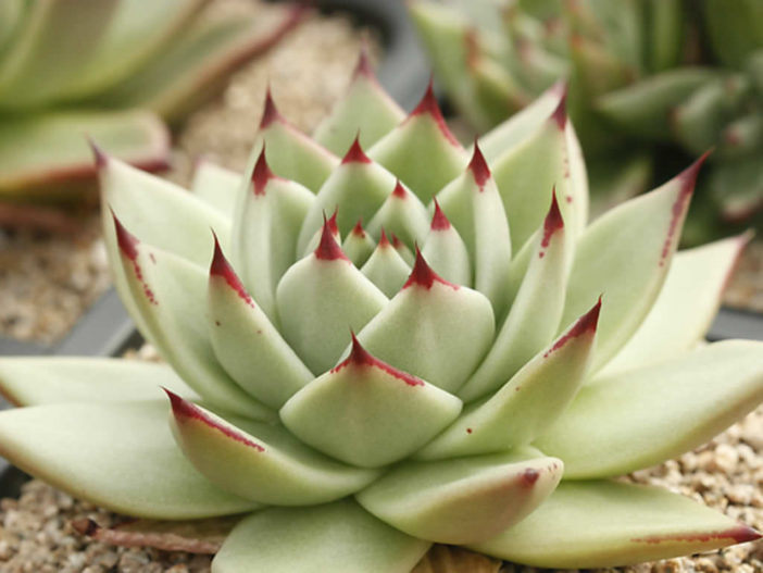 Echeveria agavoides 'Maria' - Wax Agave