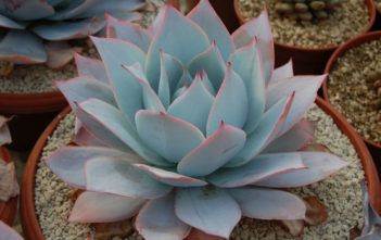 Echeveria cante Echeveria cante