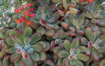 Echeveria coccinea – Red Echeveria Echeveria coccinea - Red Echeveria