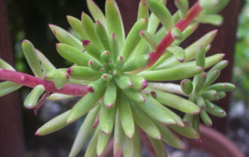 Echeveria johnsonii Echeveria johnsonii