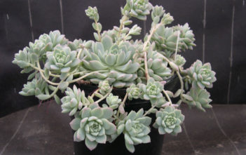 Echeveria prolifica – Prolific Echeveria Echeveria prolifica - Prolific Echeveria
