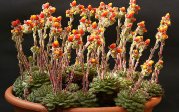 Echeveria setosa var. ciliata Echeveria setosa var. ciliata