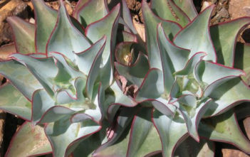 Echeveria subrigida ‘Wavy’ Echeveria subrigida 'Wavy'