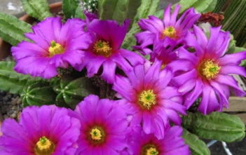 Echinocereus viereckii subsp. morricalii Echinocereus viereckii subsp. morricalii