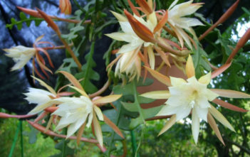 Epiphyllum anguliger – Fishbone Cactus, Moon Cactus Epiphyllum anguliger - Fishbone Cactus Moon Cactus