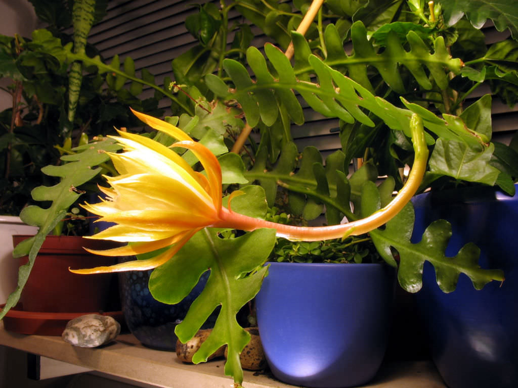 Epiphyllum anguliger - Fishbone Cactus, Moon Cactus | World of Succulents