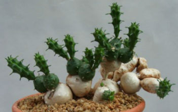 Euphorbia globosa – Globose Spurge Euphorbia globosa - Globose Spurge