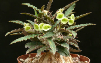 Euphorbia suzannae-marnierae Euphorbia suzannae-marnierae